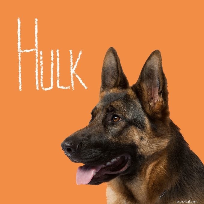 151 Perfect Pet Names for Dogs, Cats & All Your Furry Friends