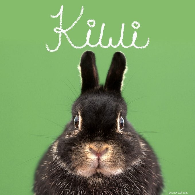 151 Perfect Pet Names for Dogs, Cats & All Your Furry Friends