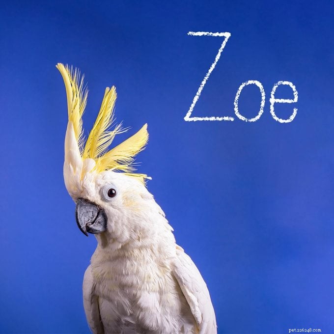 151 Perfect Pet Names for Dogs, Cats & All Your Furry Friends