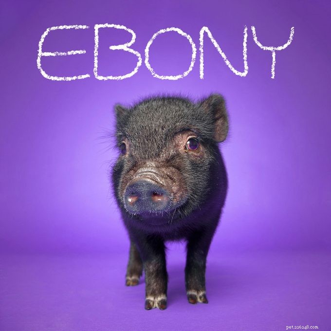 151 Perfect Pet Names for Dogs, Cats & All Your Furry Friends