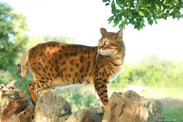 12 Stunning Orange Cat Breeds for Families: Beautiful, Friendly, and Irresistible
