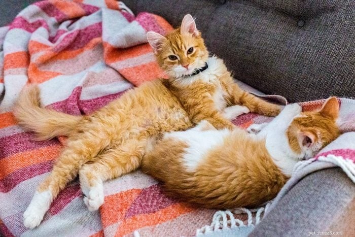 12 Stunning Orange Cat Breeds for Families: Beautiful, Friendly, and Irresistible