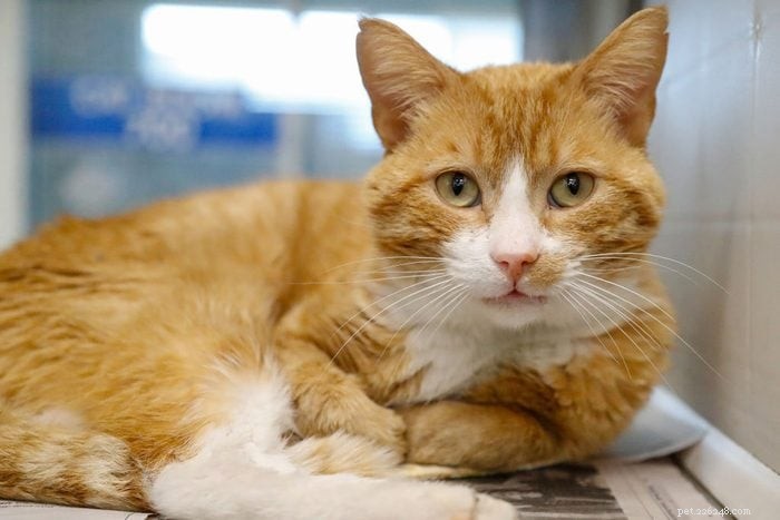 12 Stunning Orange Cat Breeds for Families: Beautiful, Friendly, and Irresistible