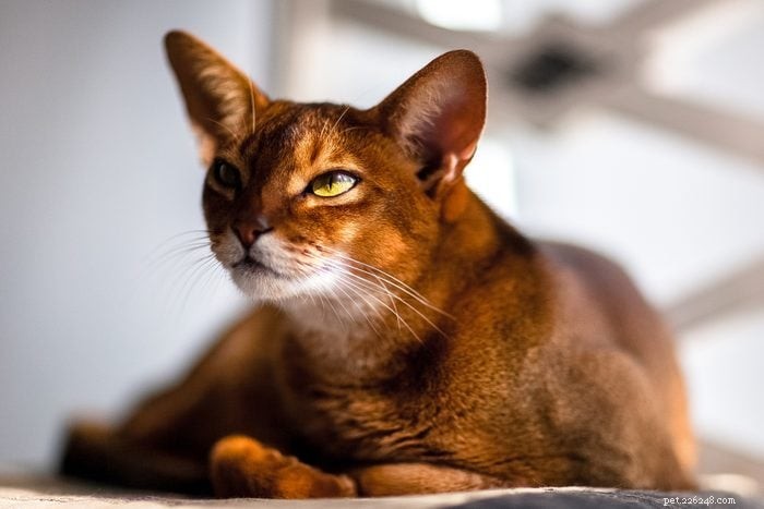 12 Stunning Orange Cat Breeds for Families: Beautiful, Friendly, and Irresistible