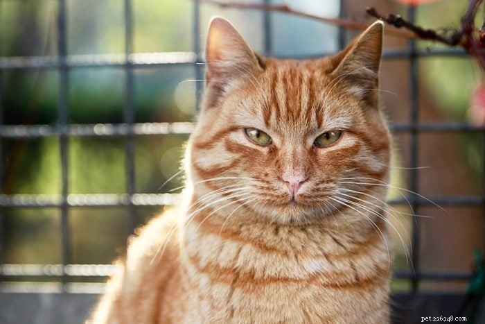 12 Stunning Orange Cat Breeds for Families: Beautiful, Friendly, and Irresistible