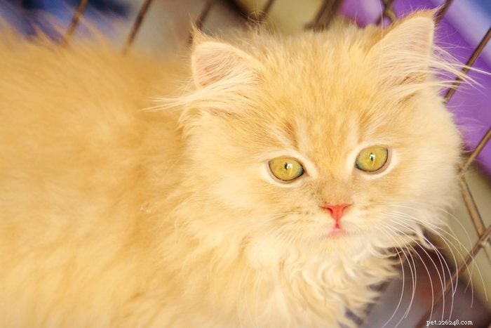 12 Stunning Orange Cat Breeds for Families: Beautiful, Friendly, and Irresistible
