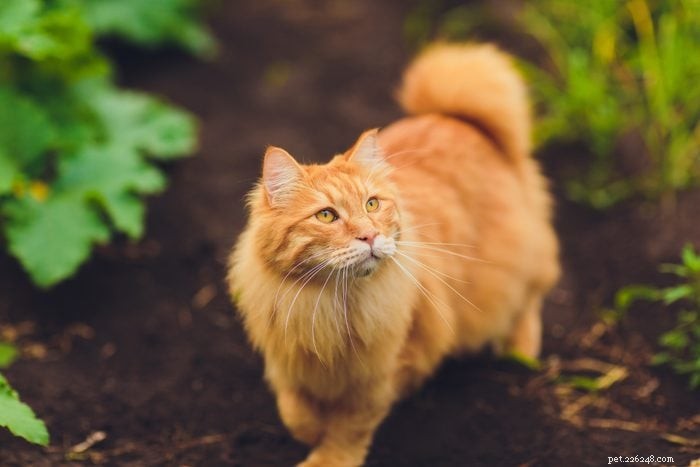 12 Stunning Orange Cat Breeds for Families: Beautiful, Friendly, and Irresistible