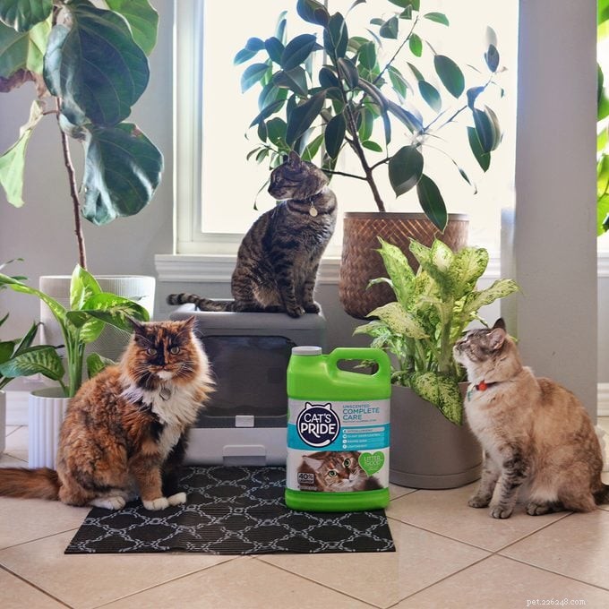 7 Expert Ways to Ensure Your Cat’s Happiness and Health