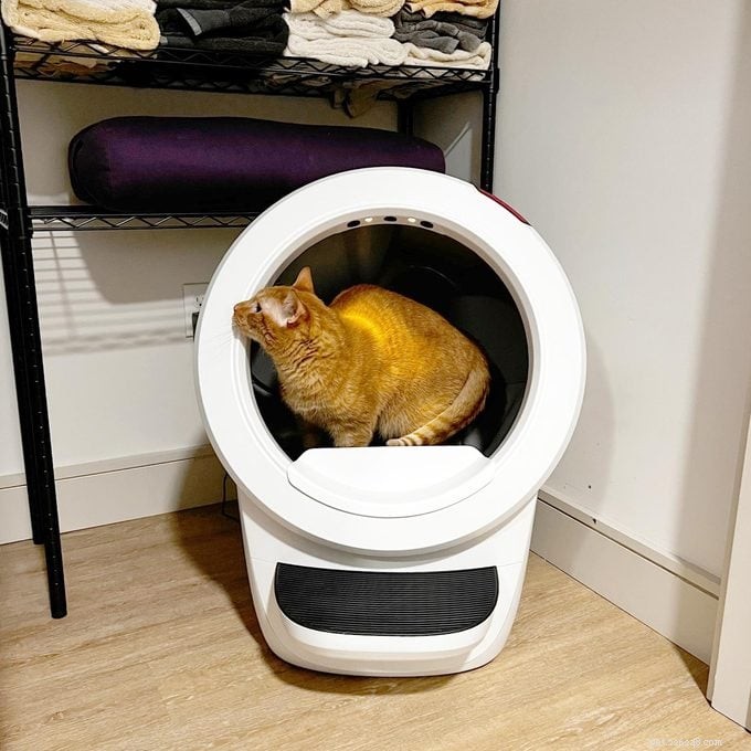 Whisker Litter‑Robot 4: Is the $700 Investment Worth It? A Comprehensive Review
