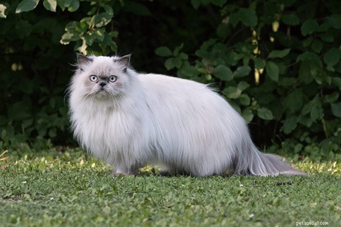 17 Long‑Haired Cat Breeds You’ll Love