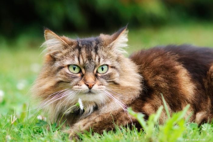 17 Long‑Haired Cat Breeds You’ll Love