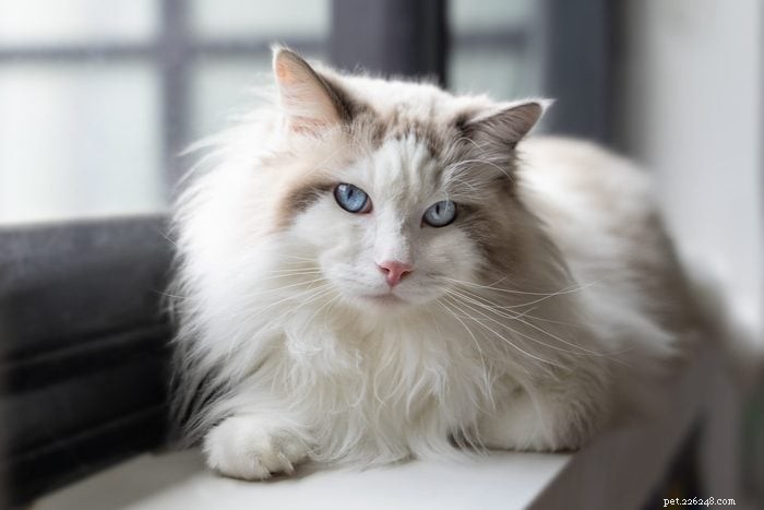 17 Long‑Haired Cat Breeds You’ll Love