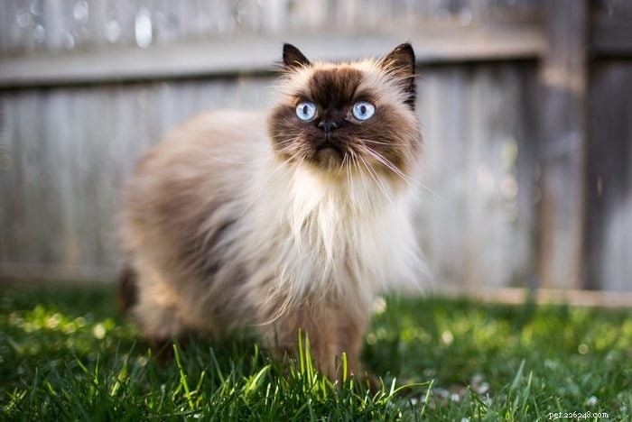 17 Long‑Haired Cat Breeds You’ll Love
