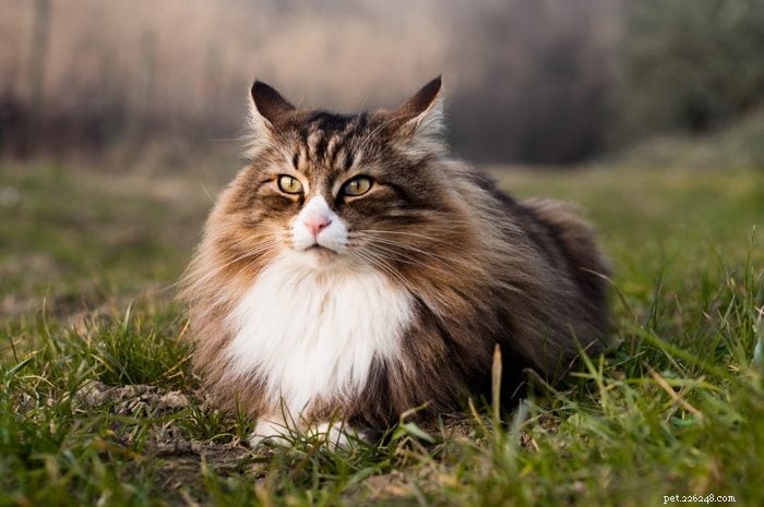 17 Long‑Haired Cat Breeds You’ll Love