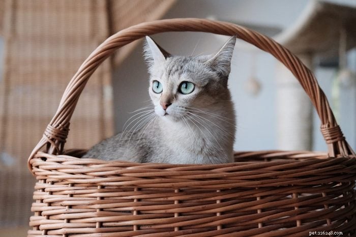 17 Long‑Haired Cat Breeds You’ll Love