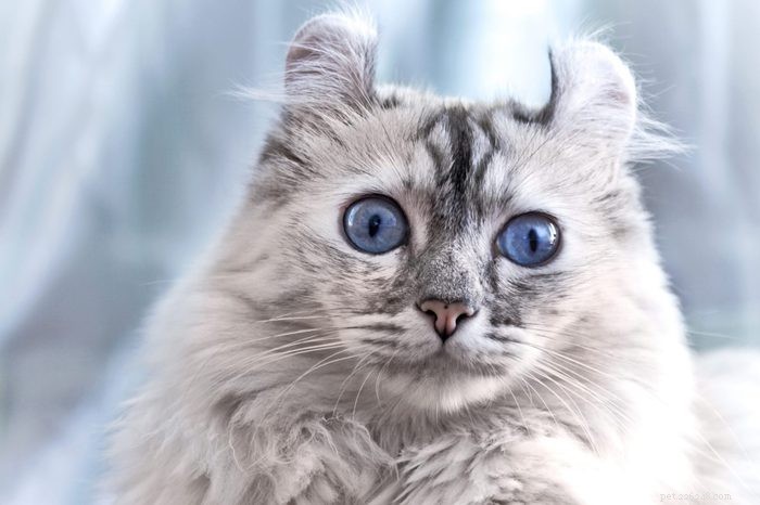 17 Long‑Haired Cat Breeds You’ll Love