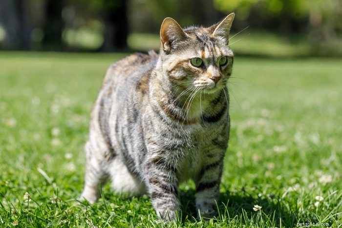 17 Long‑Haired Cat Breeds You’ll Love