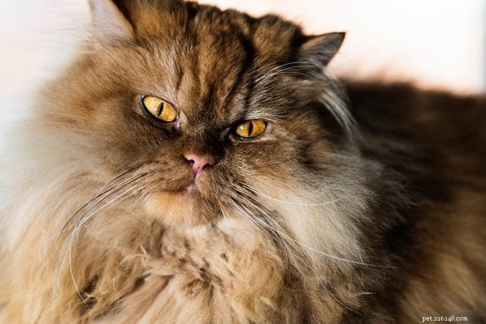 17 Long‑Haired Cat Breeds You’ll Love