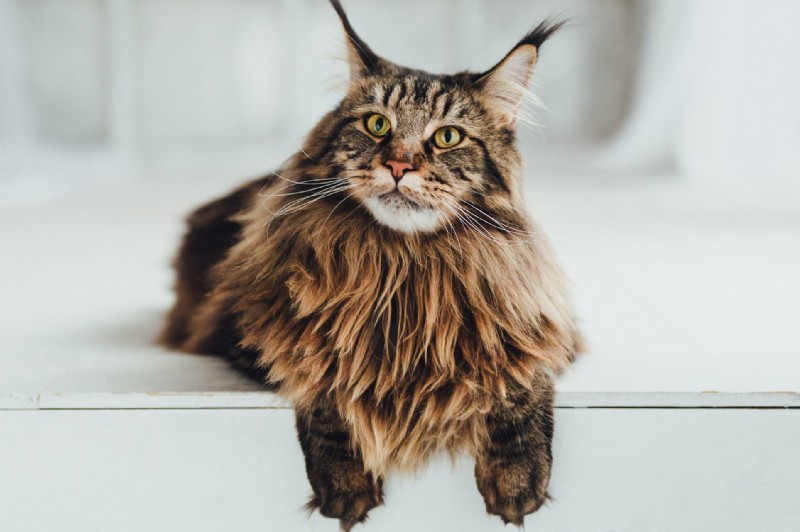 Top 12 Most Expensive Cat Breeds: Prices You Need to Know
