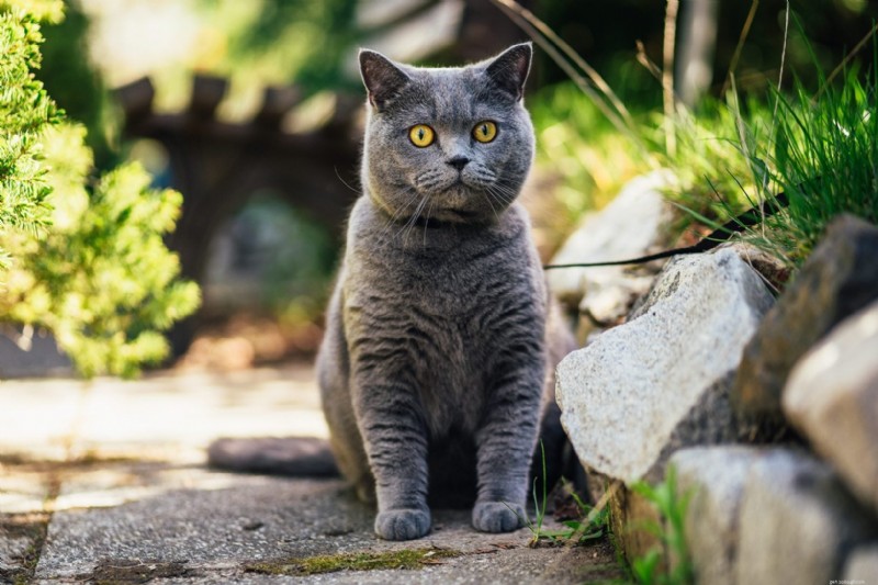 Top 12 Most Expensive Cat Breeds: Prices You Need to Know