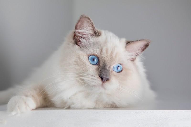 Top 12 Most Expensive Cat Breeds: Prices You Need to Know