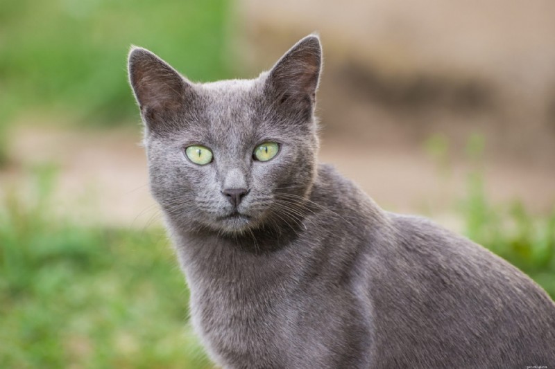 Top 12 Most Expensive Cat Breeds: Prices You Need to Know