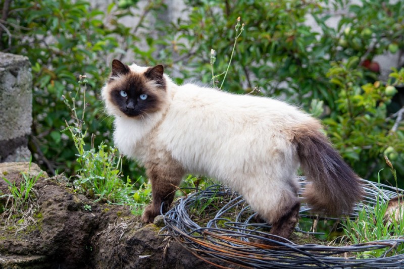 Top 12 Most Expensive Cat Breeds: Prices You Need to Know