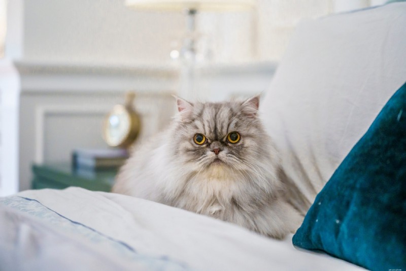 Top 12 Most Expensive Cat Breeds: Prices You Need to Know