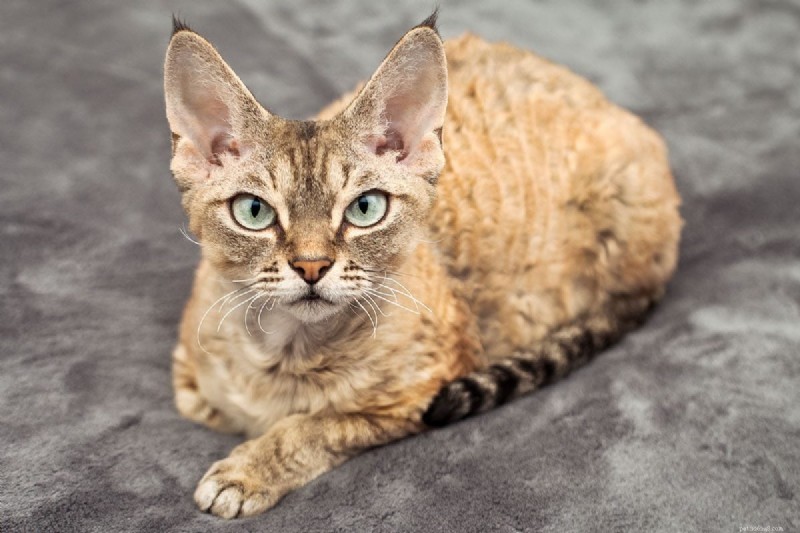 Top 12 Most Expensive Cat Breeds: Prices You Need to Know