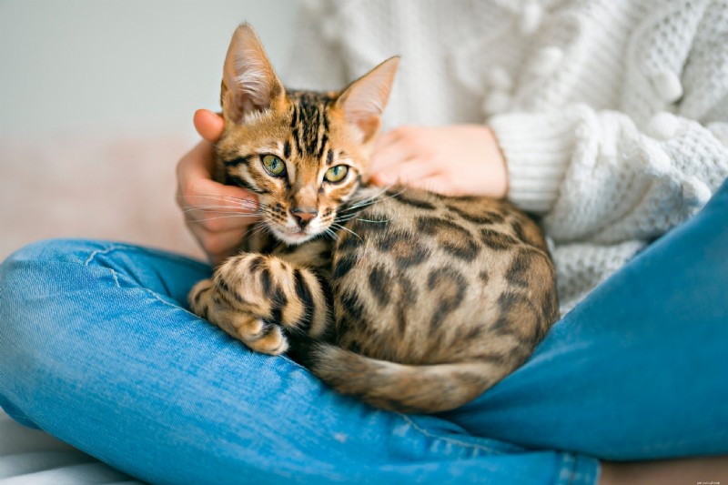 Top 12 Most Expensive Cat Breeds: Prices You Need to Know