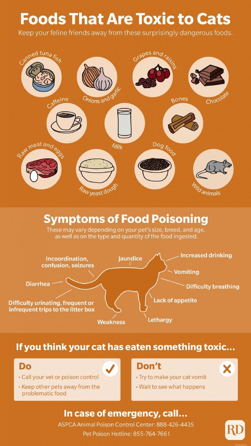 15 Common Household Foods That Are Dangerous to Cats