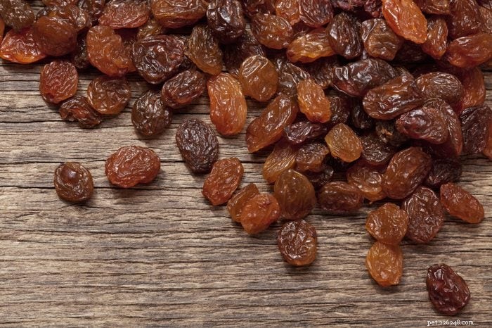 15 Common Household Foods That Are Dangerous to Cats