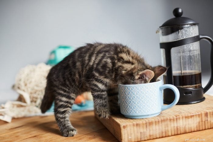 15 Common Household Foods That Are Dangerous to Cats