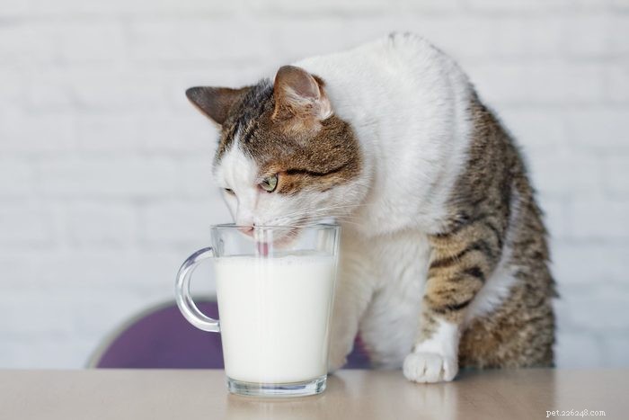 15 Common Household Foods That Are Dangerous to Cats