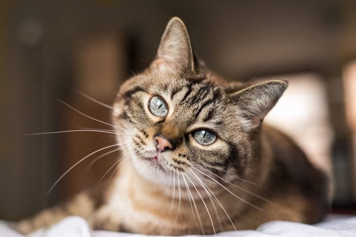 How Smart Is Your Cat? Proven Ways to Spot Their Intelligence