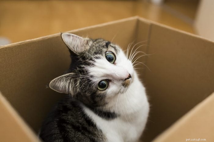 How Smart Is Your Cat? Proven Ways to Spot Their Intelligence