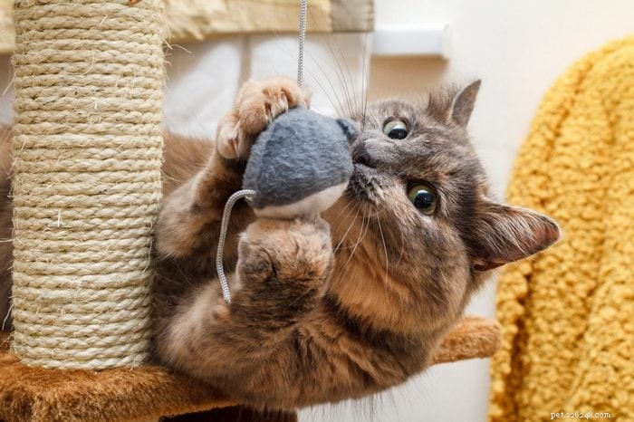 How Smart Is Your Cat? Proven Ways to Spot Their Intelligence