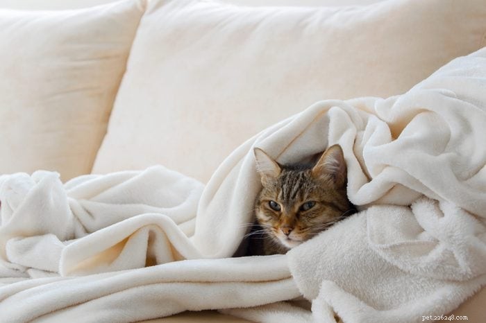 How Smart Is Your Cat? Proven Ways to Spot Their Intelligence