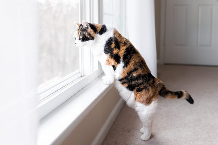 How Smart Is Your Cat? Proven Ways to Spot Their Intelligence
