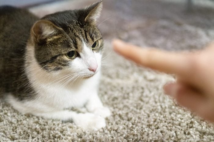 How Smart Is Your Cat? Proven Ways to Spot Their Intelligence