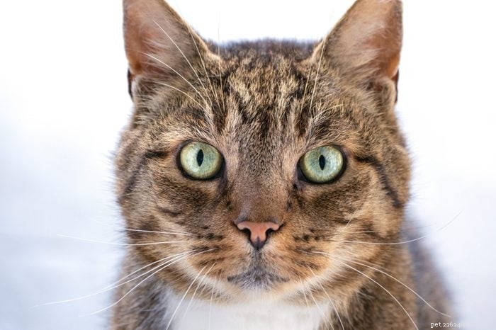 How Smart Is Your Cat? Proven Ways to Spot Their Intelligence