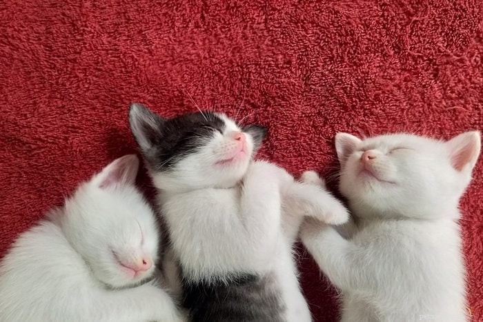 50 Adorable Photos of Kittens Sleeping Peacefully