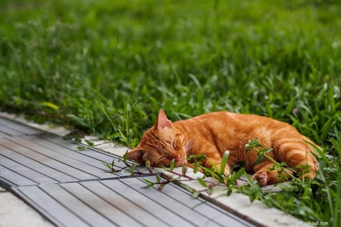 50 Adorable Photos of Kittens Sleeping Peacefully