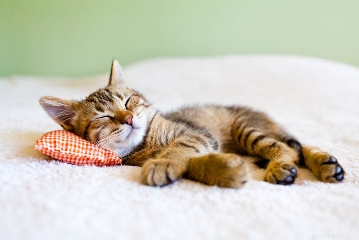 50 Adorable Photos of Kittens Sleeping Peacefully