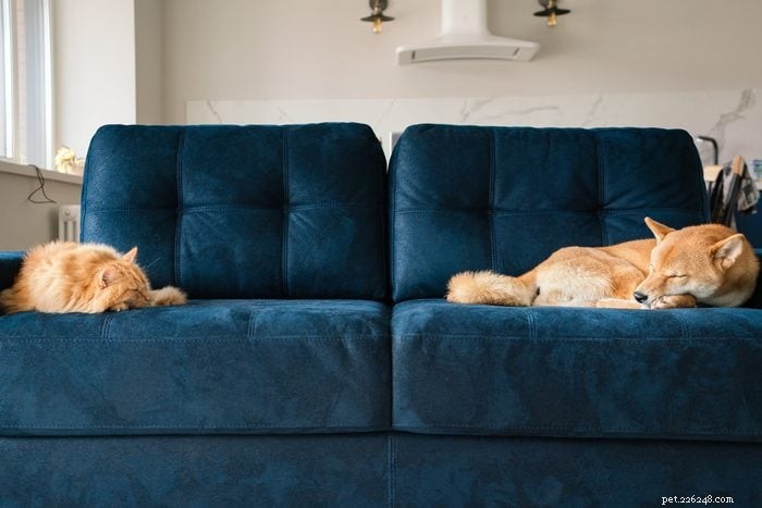 50 Adorable Photos of Kittens Sleeping Peacefully