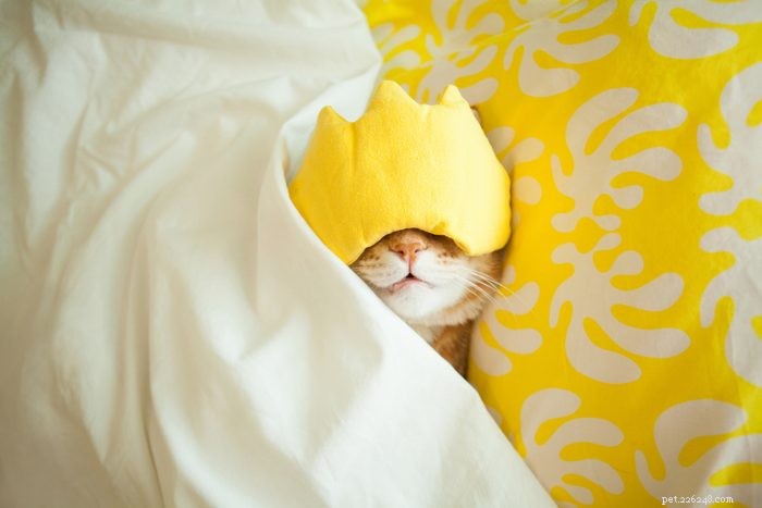 50 Adorable Photos of Kittens Sleeping Peacefully