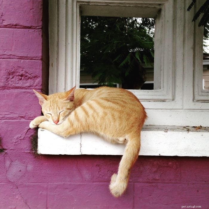 50 Adorable Photos of Kittens Sleeping Peacefully