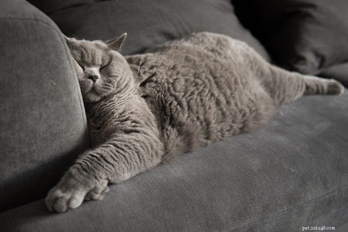50 Adorable Photos of Kittens Sleeping Peacefully
