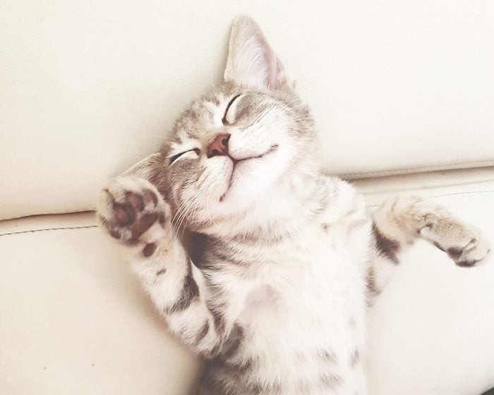50 Adorable Photos of Kittens Sleeping Peacefully
