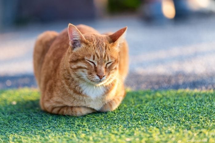 50 Adorable Photos of Kittens Sleeping Peacefully